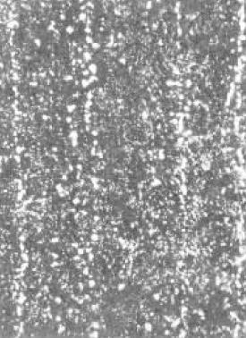 ͼ6(500×).jpg